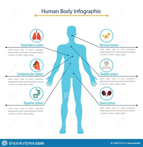 human body infographic concept stock vector illustration of cardio