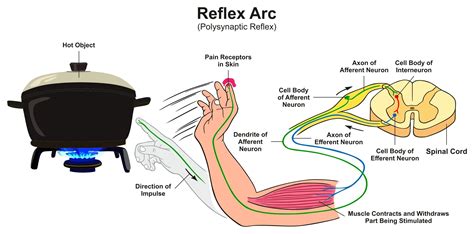 sensory system form  function  force  health official site