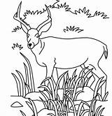 Savanna Coloring African Antelope Pronghorn Pages Getcolorings Animals Grassland Color Getdrawings sketch template