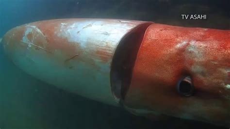 Japan Giant Deep Sea Squid Swims In Bay Youtube
