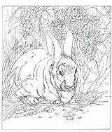 Realistic Animals Coloring Pages Animal Drawing Getdrawings sketch template