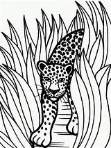 Jaguar Coloring Pages Animal Rainforest Color Grass Jaguars Printable Animals Drawing Drawings Jacksonville Tall Car Crafts Baby Sheet Head Kids sketch template