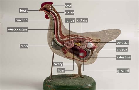 chicken anatomy   beginners guide  understanding  flock