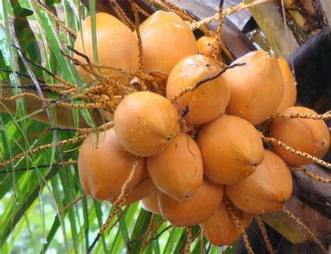 red tender coconut   price  tiruppur   muruganantham id