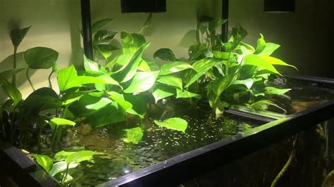 pothos  aquariums    benefits    plant