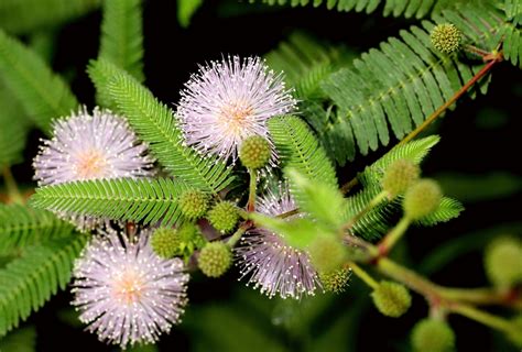 mimose mimosa pudica pflege vermehrung majas pflanzenwelt