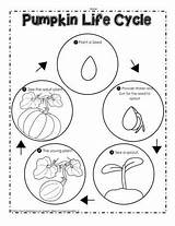 Pumpkin Cycle Life Seed Worksheet Plants Sheet Halloween Learning Worksheets October Near Re If sketch template