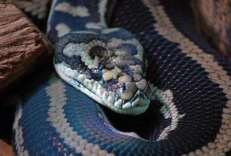 carpet pythons  pinterest snakes boa constrictor  aquarium