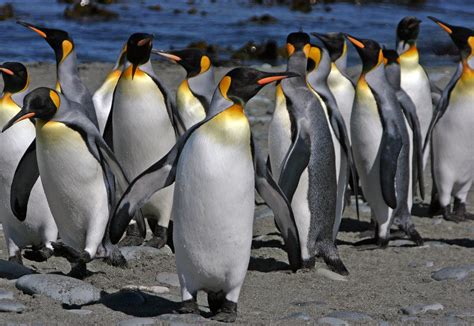 king penguins pictures  facts