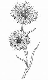 Cornflower Coloring Drawing Tattoo Drawings Cornflowers Flower Search Google Behance Designlooter Botanical Illustration 1000px 96kb sketch template