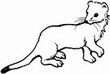 Weasel Coloring Pages Ferret Tailed Long Drawing Stoat Footed Printable Color Template Supercoloring Getdrawings Sprinkler Getcolorings Colorings Print Categories sketch template