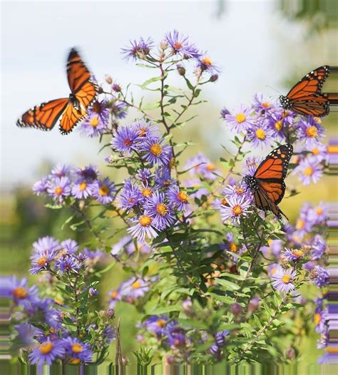 7 stunning flowers that will attract butterflies to your garden with