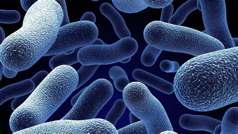 bacteria wallpaper  images