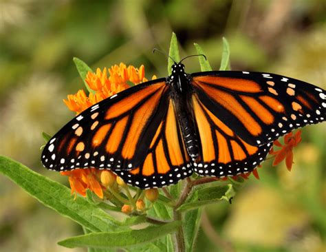 monarch butterflies  orange  black beauty earthroots field school