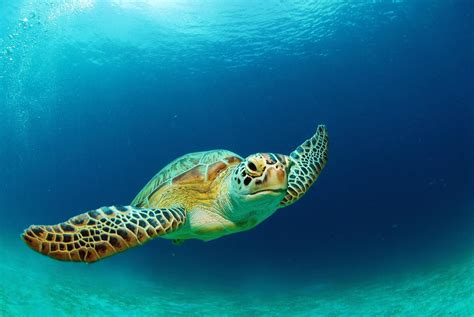 fun facts  sea turtles