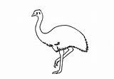 Emu Draw Easy Animals Step sketch template