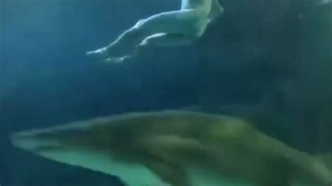 Video Captures Man Skinny Dipping With Sharks At Ripley S Aquarium