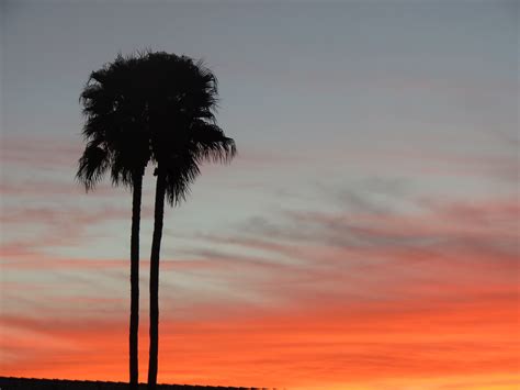pin by anjelika on palm trees sunsets and the sky my photography