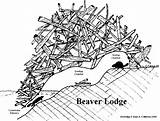 Beaver Lodge Dam Clipart Drawing Beavers Building Tracks Animals Animal Paddle Sea Lodges Pond Make Life Dams Kim House Build sketch template