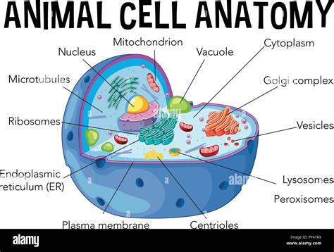 animal cell  res stock photography  images alamy