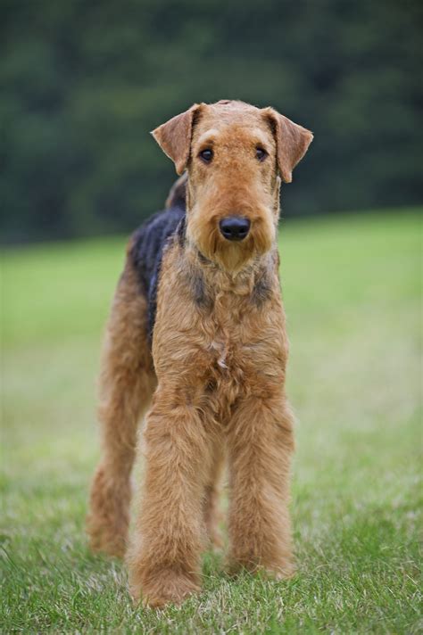 airedale breeders