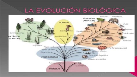 La Evolución Biológica Lk Carhuachin Udocz