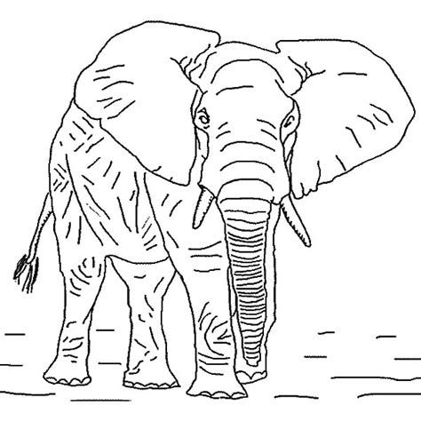 african elephant coloring pages coloring sky