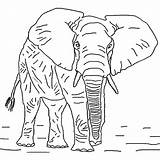 Coloring Elephant African Old Pages sketch template