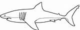 Shark Outline Coloring Pages Great Drawing Printable Whale Color Hai Sharks Kids Hammerhead Clipart Colouring Print Ausmalbilder Preschoolers Getdrawings Wwe sketch template
