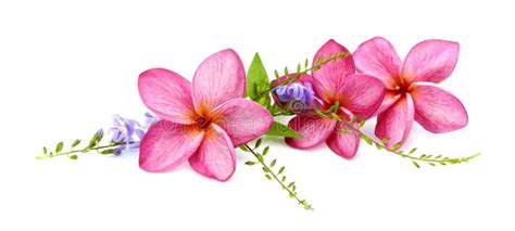 frangipani spa flowers stock photo image  fragrant