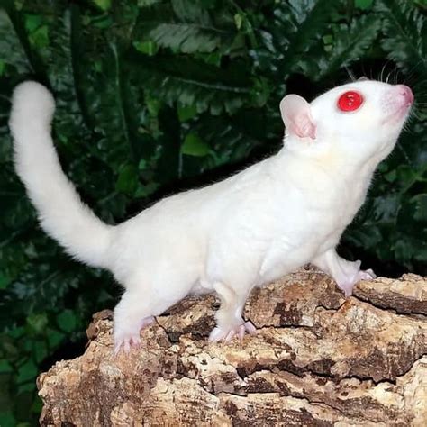 white sugar gliders  amazing facts  pictures thepetfaq