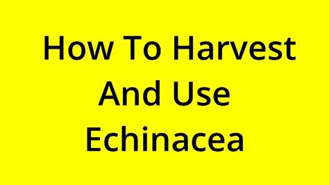 solved   harvest   echinacea youtube