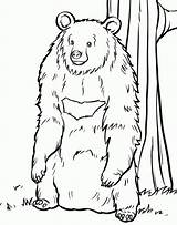 Grizzly Freelance Kodiak Coloringhome sketch template