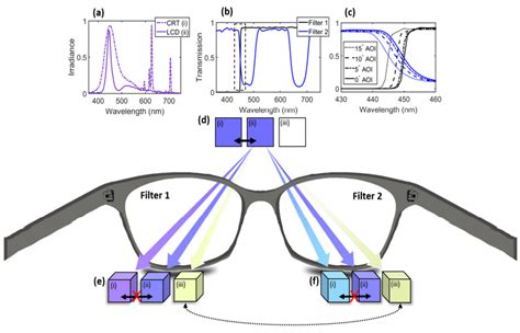 double filters   tetrachromatic vision  humans