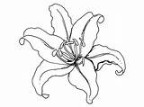 Lily Stargazer Coloring Getdrawings Pages Flower sketch template