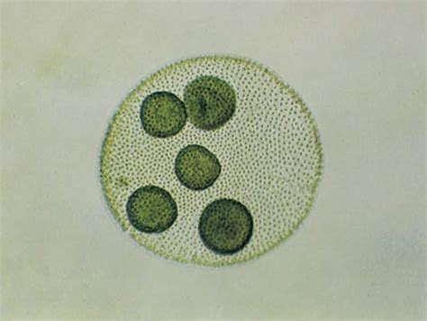 Volvox Genus Of Green Algae