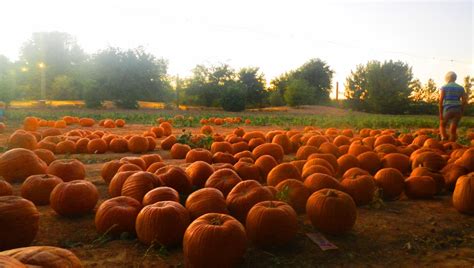 Pumpkin Patch Farm Arizona Thaidevelopers