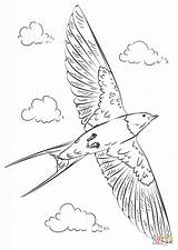 Swallow Barn Coloring Drawing Pages Flight Draw Birds Supercoloring Printable Swallows Bird Step Drawings sketch template
