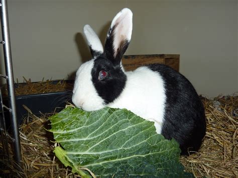 biff rehomed reading rabbit rescue