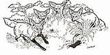Bat Eared Mural Honey Foxes Coloring Lion Click Janbrett Hhl sketch template