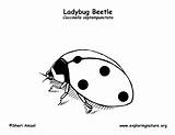 Ladybug Coloring Labeling Ladybugs Exploringnature sketch template