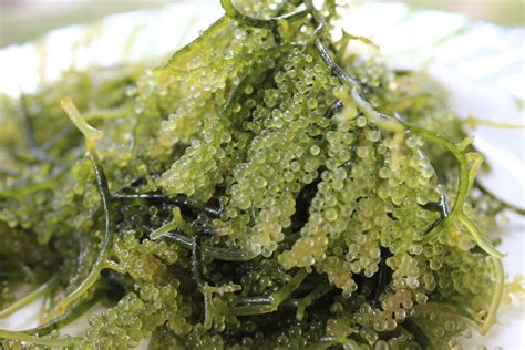 health benefits  seaweed ang pinoy