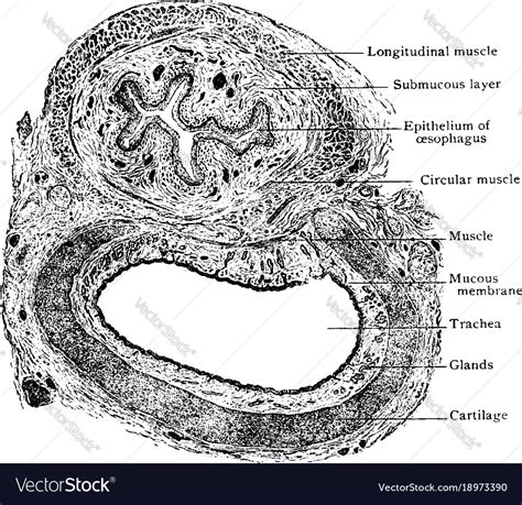 Transverse Section Of Trachea And Esophagus Vector Image