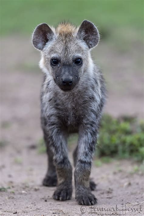 spotted hyena lensman lennart hessel photography