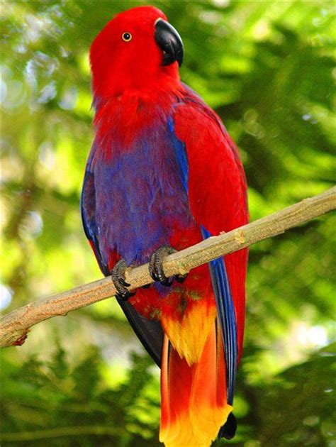 vosmaeri eclectus female lc parrots art australian parrots