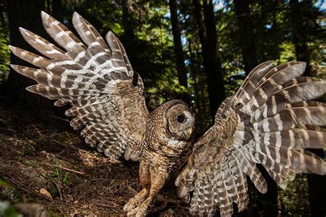 saga   spotted owl american forests