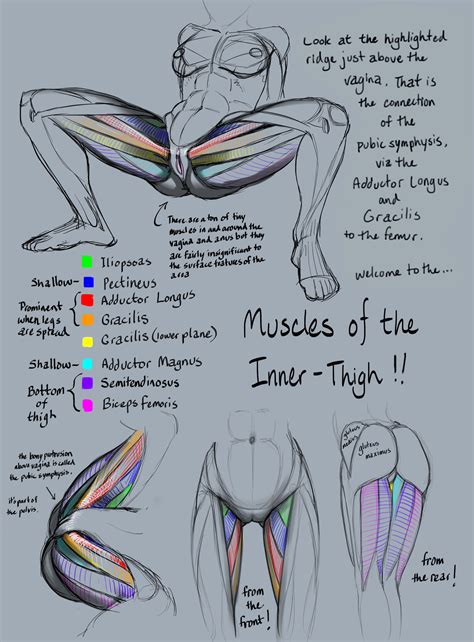 Tutorial Anatomy Muscles Of The Inner Thigh By Rinayun