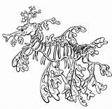Coloring Pages Sea Leafy Seadragon Dragon Sheets Colouring Adults Adult Ocean Designlooter Drawing Fish Drawings 97kb 585px sketch template