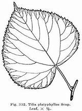 Leaf Tilia Linden Drawing Trees Platyphyllos Stanford Cordata Tattoos Drawings Little Choose Board Edu sketch template