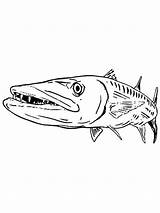 Barracuda Coloring Pages Barracudas Print Designlooter Template 1000px 57kb sketch template